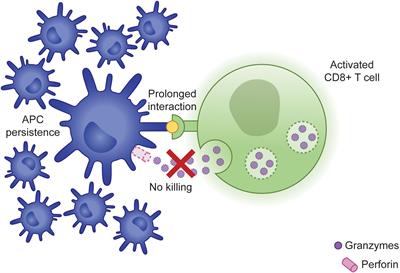 Insights into the cellular pathophysiology of familial hemophagocytic lymphohistiocytosis